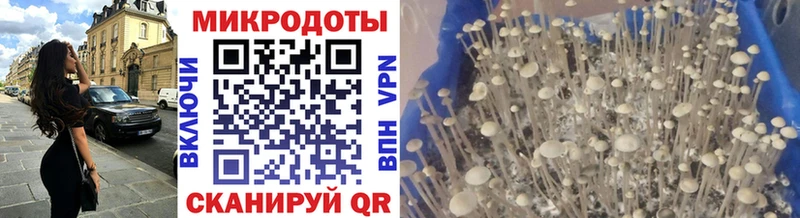 Галлюциногенные грибы Psilocybe  Енисейск 